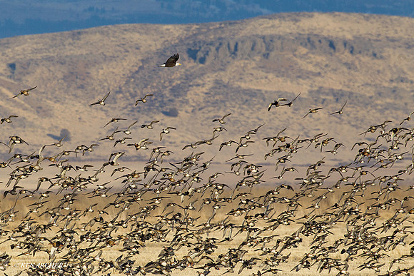 Bald Eagle Chasing Waterfowl - BE02359