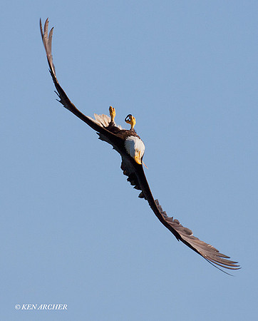 Bald Eagle - BE01353
