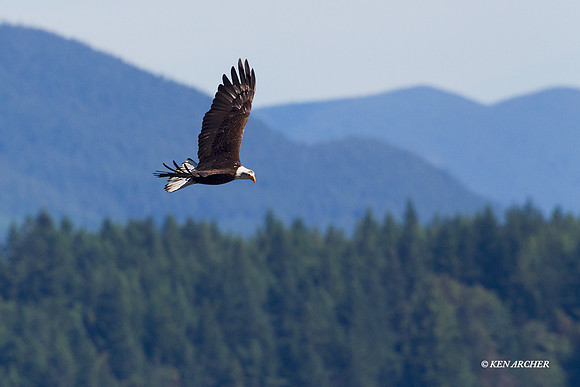 BE03056 Bald Eagle