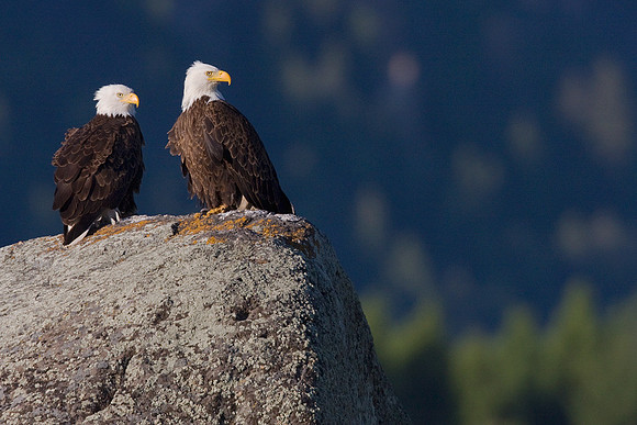 BE00331-Bald-Eagle