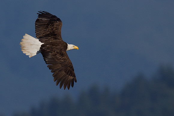 BE01354-Bald-Eagle