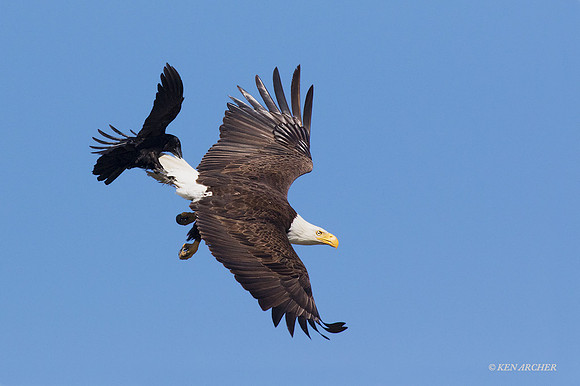 BE06911 - Bald Eagle