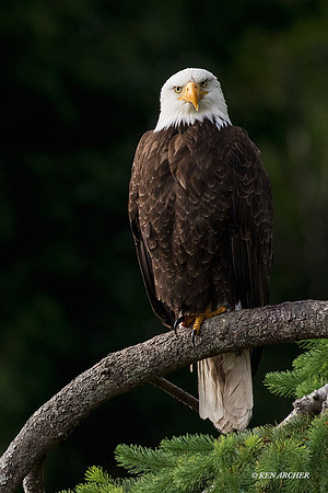 BE05744 Bald Eagle