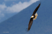 BE09198 - Bald Eagle