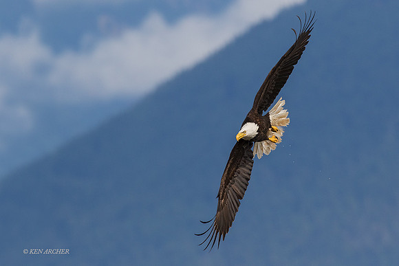 BE09198 - Bald Eagle