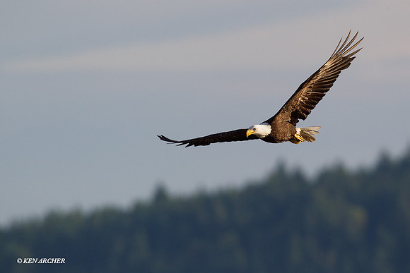 BE03218 Bald Eagle
