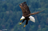 Bald Eagle - BE04768
