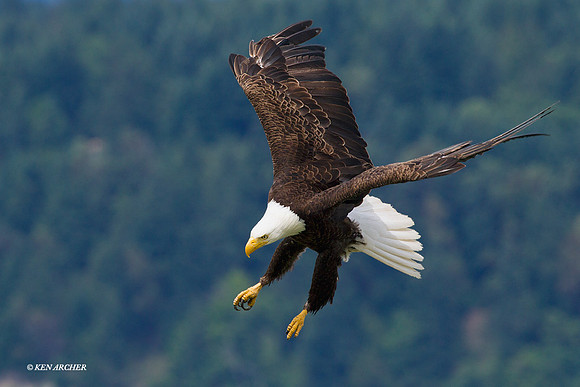 Bald Eagle - BE04768