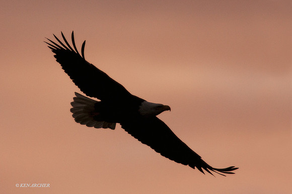 BE00109 - Bald Eagle