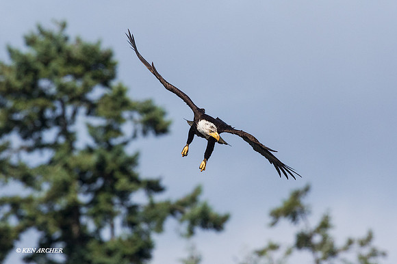 BE06922 - Bald Eagle