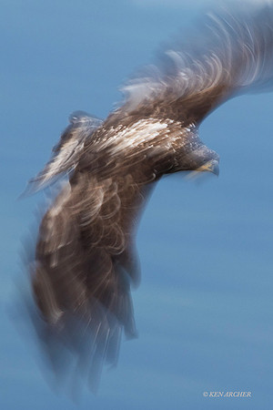 BE07569 - Bald Eagle