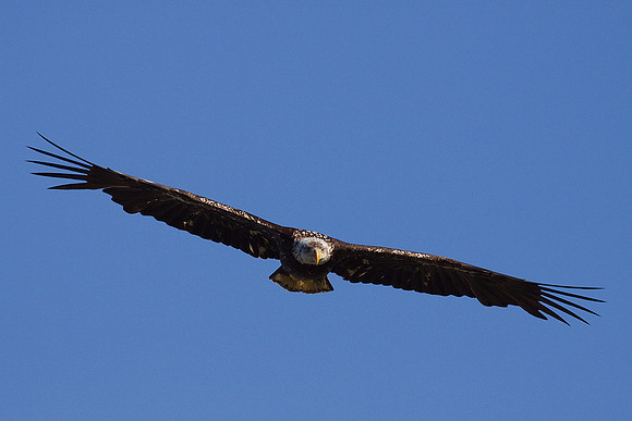 BE01392-Bald-Eagle