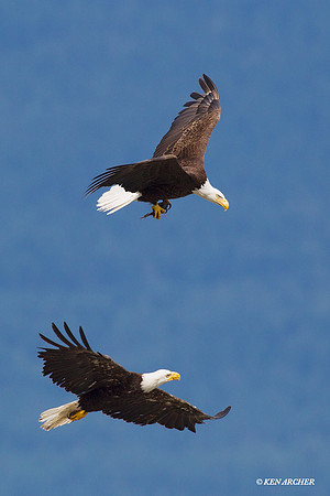 BE02706 Bald Eagle