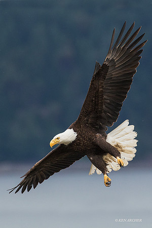 BE06455 - Bald Eagle