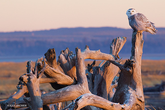 SO01147 Snowy Owl