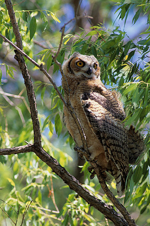 GHOl348370-Great-Horned-Owl-Fledgling