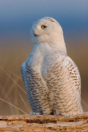 SO00103-Snowy-Owl-(female)