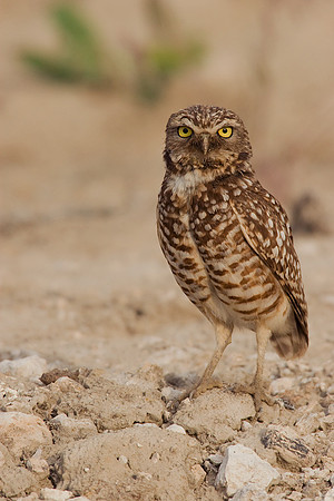 BWOL00251-Burrowing-Owl