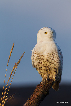 Snowy Owl - SO00805