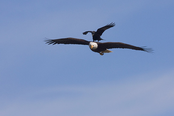 BE00928-Bald-Eagle
