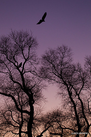 BE02236 Bald Eagle