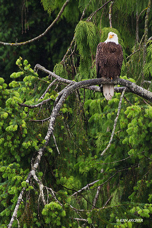 BE03979 - Bald Eagle