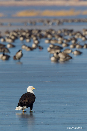 Bald Eagle and Canada Geese - BE02379