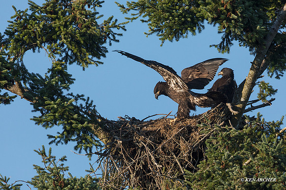BE12467 - Bald Eagle