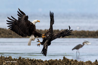BE05351 - Bald Eagle