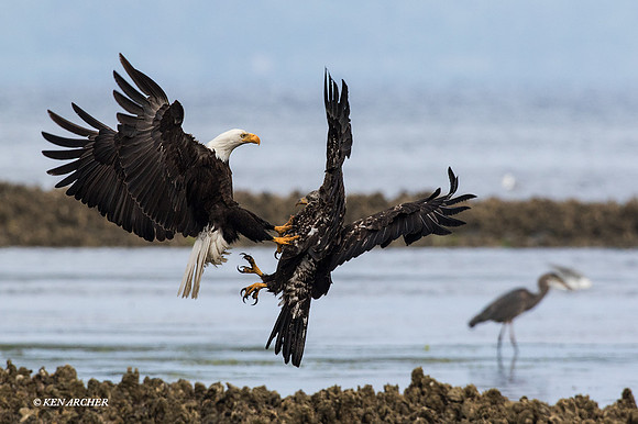 BE05351 - Bald Eagle