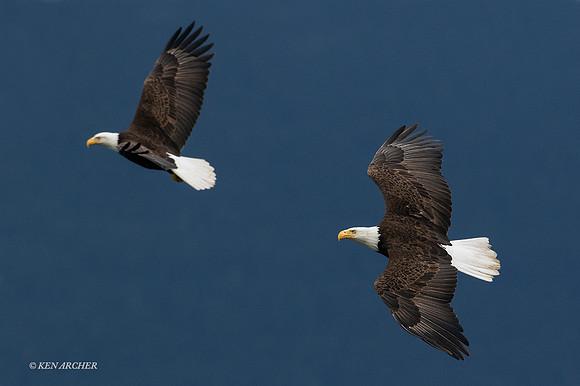 BE06205 - Bald Eagle