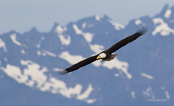 BE08437 - Bald Eagle