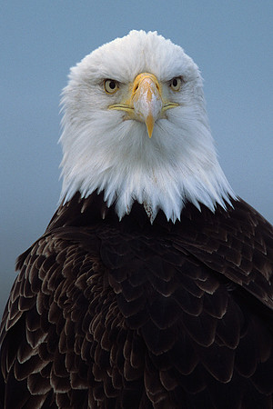 BE020900-Bald-Eagle-Portrait