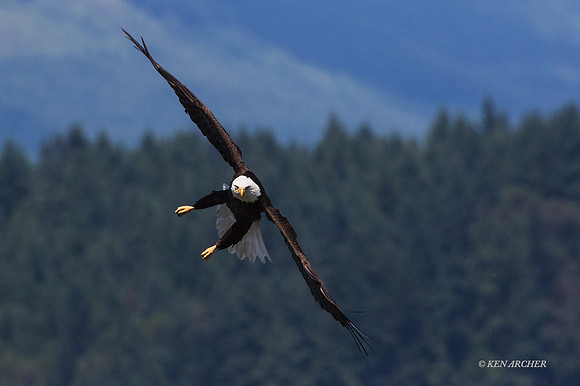 BE07284 - Bald Eagle