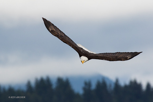 BE11369 - Bald Eagle