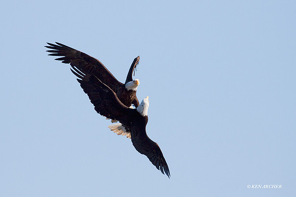 BE01351 Bald Eagle