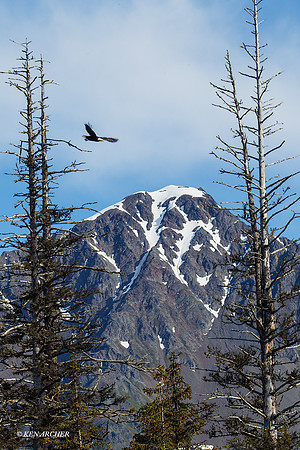 SDBE00021 - Bald Eagle