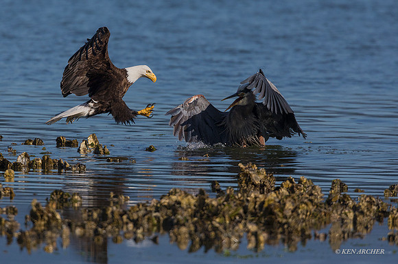 BE12768 - Bald Eagle