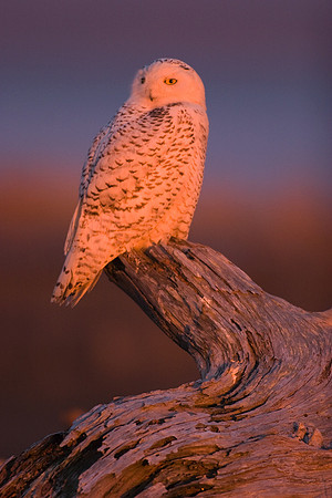 SO00287-Snowy-Owl-(female)