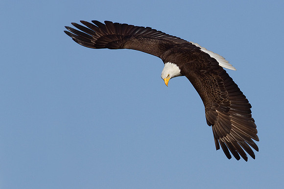 BE01042-Bald-Eagle