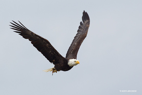 BE03291 Bald Eagle