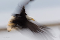 BE13833 - Bald Eagle