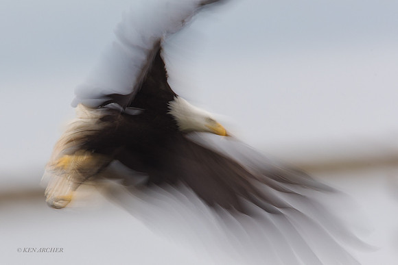 BE13833 - Bald Eagle