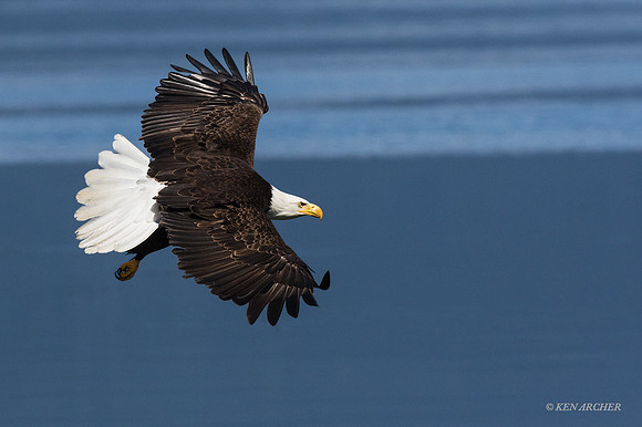 BE07172 - Bald Eagle