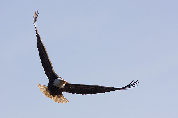 BE01679-Bald-Eagle