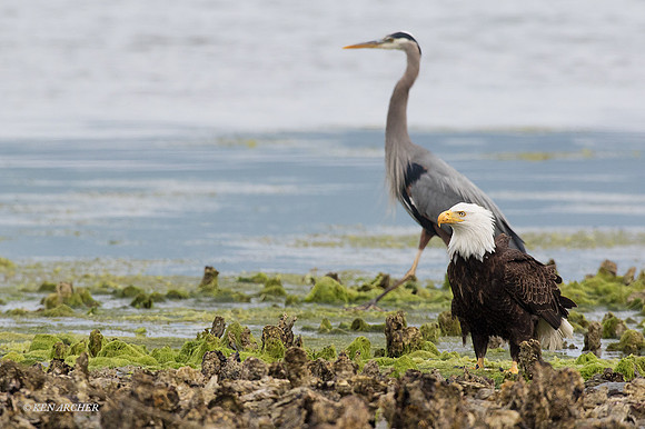 BE05482 - Bald Eagle