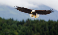 Bald Eagle - BE04504