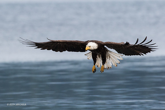 BE05957 - Bald Eagle