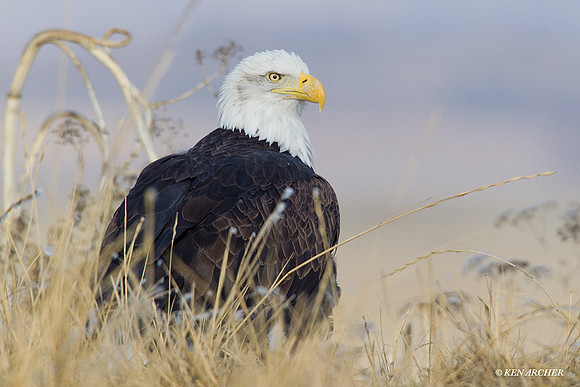 Bald Eagle - BE02296