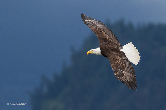 BE06150 - Bald Eagle